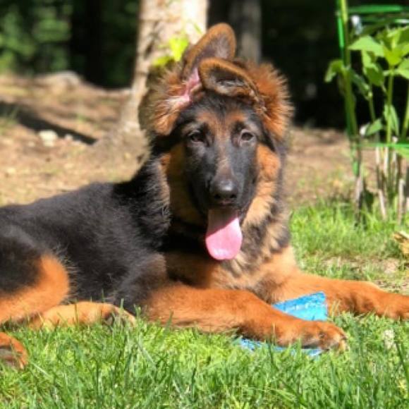 Meet your Posher, Sam - Picture 1 of 1